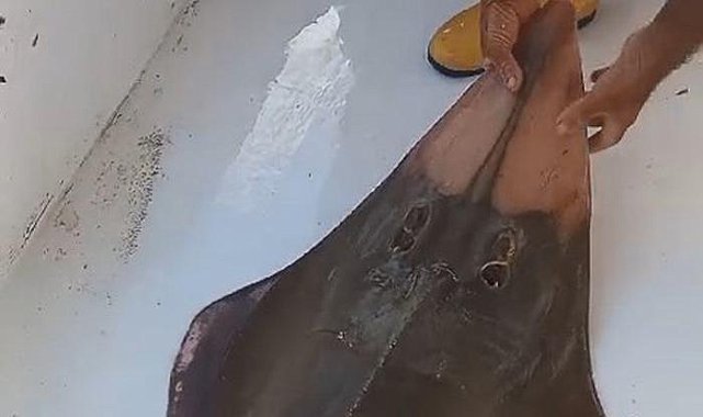 'İnsan yüzlü' balık şaşkınlığı! Antalya'da balıkçının ağına takıldı.