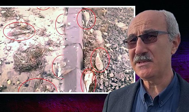 Kıyıya vuran 'müsilaj savaşçısı' pinalar endişe yarattı! Uzmanından uyarı geldi!