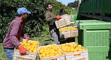 Narenciyede ‘maliyet krizi’!
