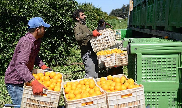 Narenciyede ‘maliyet krizi’!